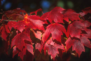 red-maple.jpg